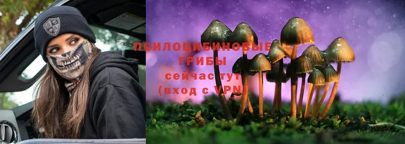 Псилоцибиновые грибы Psilocybine cubensis  где продают наркотики  Светлоград 